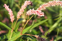 Polygonum glabrum